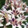 Cluster of white lilies with dark purple centers blooming in a garden.