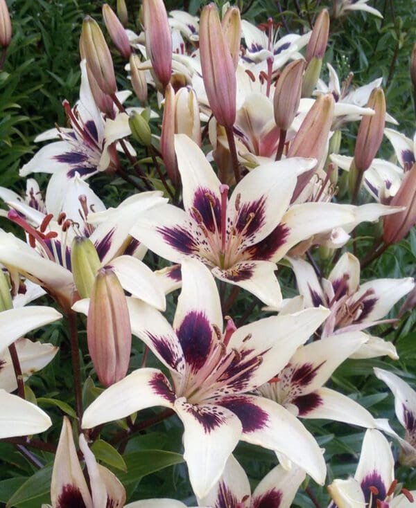 Cluster of white lilies with dark purple centers blooming in a garden.