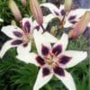 White lilies with dark purple patterns blooming in a garden.