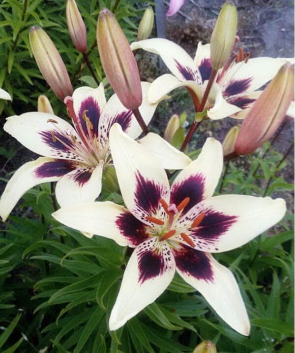White lilies with dark purple patterns blooming in a garden.