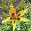 Bright yellow lily flower with dark spots in a garden.