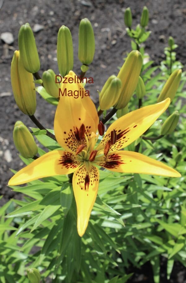 Bright yellow lily flower with dark spots in a garden.