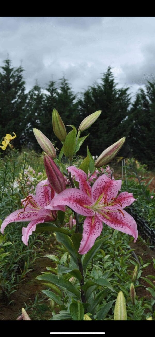 Pink lilies blooming vibrantly in a garden.