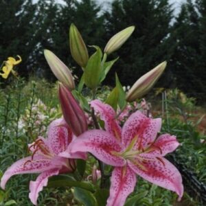 Pink lilies blooming in a garden with green foliage background.