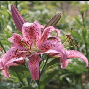 Close-up of a vibrant pink lily flower blooming in a garden.