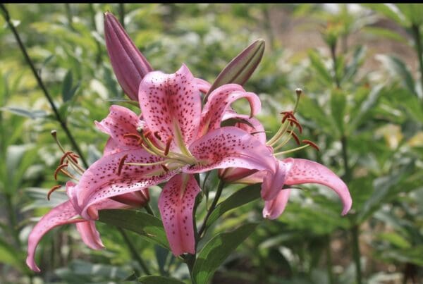 Close-up of a vibrant pink lily flower blooming in a garden.
