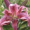 Close-up of a pink lily flower with speckled petals.