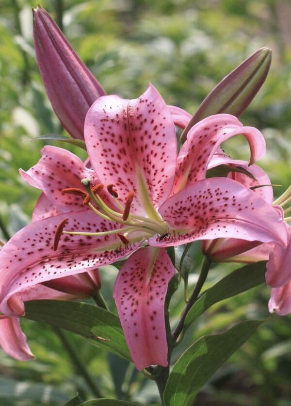 Close-up of a pink lily flower with speckled petals.