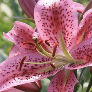 Close-up of a pink lily with dark spots and prominent stamens.