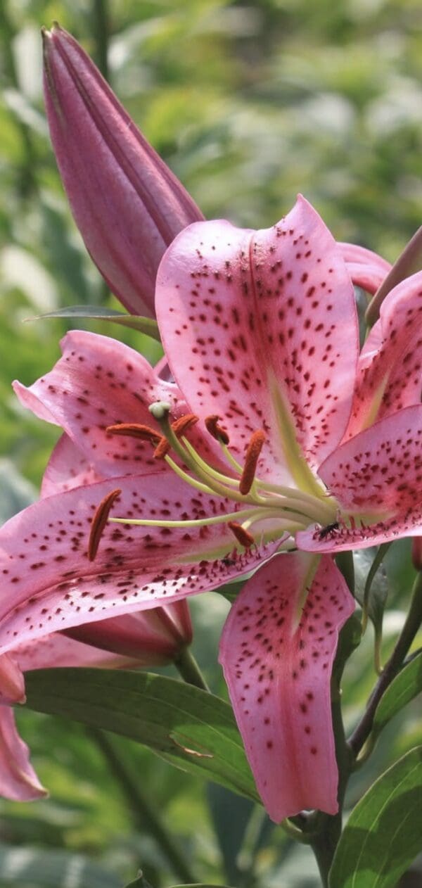 Close-up of a pink lily with dark spots in bloom.