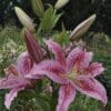 Close-up of vibrant pink lilies with spotted petals in a garden.