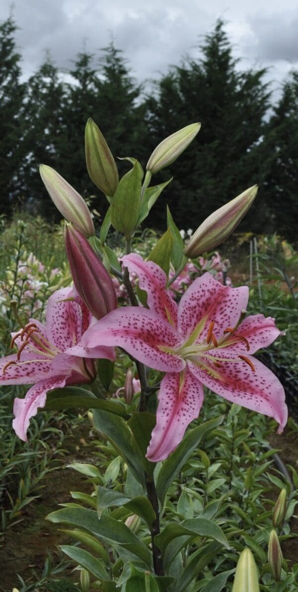 Close-up of vibrant pink lilies with spotted petals in a garden.