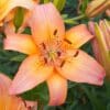 Orange lily flower with green leaves.