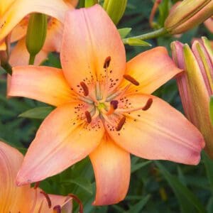 Orange lily flower with green leaves.