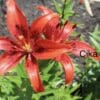 Red lilies blooming in a garden.