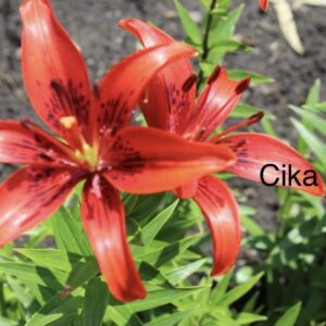 Single red speckled lily with green leaves