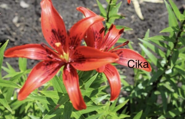Red lilies blooming in a garden.