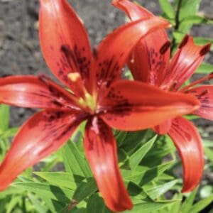 Red lilies with green leaves in sunlight.