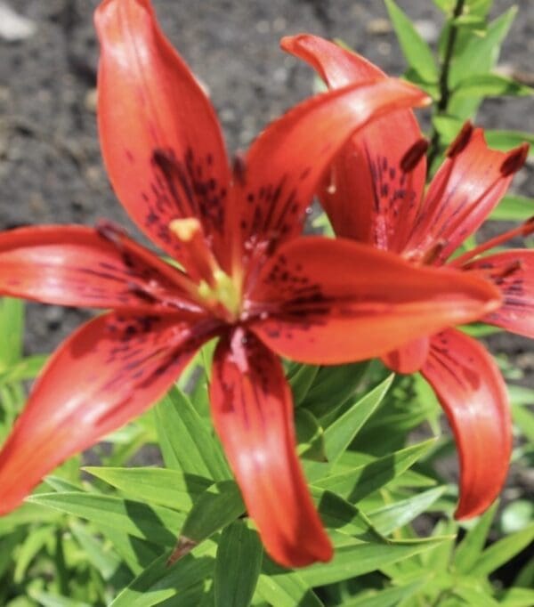 Red lilies with green leaves in sunlight.