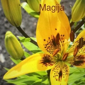 Close-up of a vibrant yellow lily flower with detailed spots and surrounding buds.