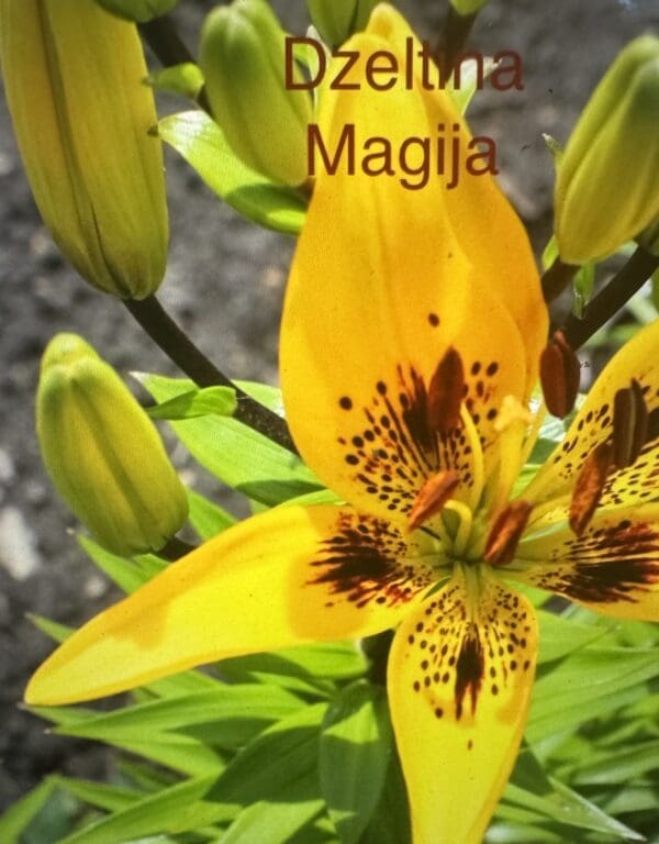 Close-up of a vibrant yellow lily flower with detailed spots and surrounding buds.