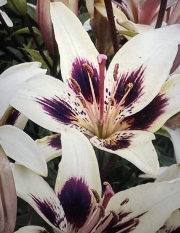 Close-up of white lilies with dark purple spots on petals.