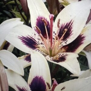 Close-up of white lilies with dark purple spots on petals.