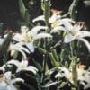 White lilies blooming gracefully with green stems in natural light.