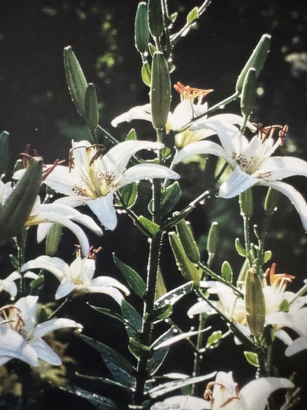 White lilies blooming gracefully with green stems in natural light.