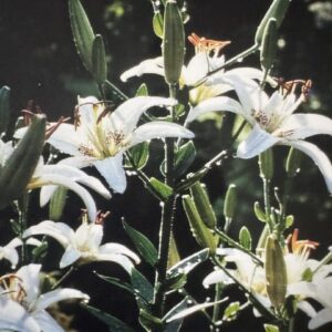 White lilies blooming gracefully with green stems in natural light.