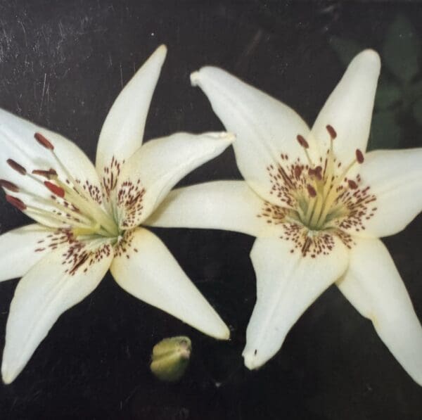Close-up of white flowers with delicate petals and stamens.