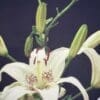 Close-up of a white lily flower with unopened buds on a dark background.