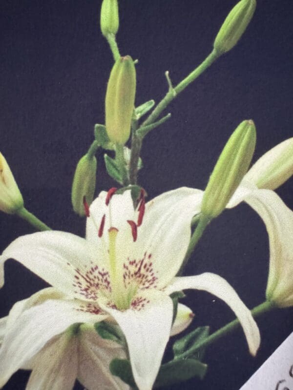 Close-up of a white lily flower with unopened buds on a dark background.