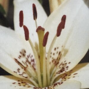 Close-up of a white lily flower with prominent stamens and speckled petals.