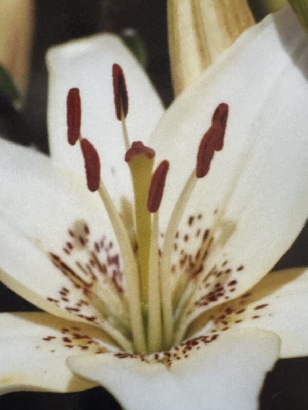 Close-up of a white lily flower with prominent stamens and speckled petals.
