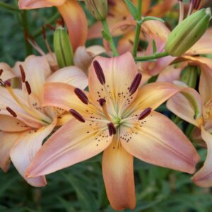 Peach Asiatic lily close-up with prominent stamens