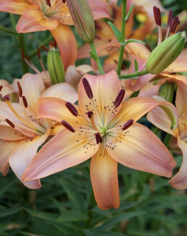 Peach Asiatic lily close-up with prominent stamens