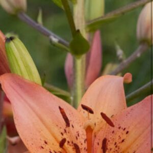 Orange spotted lily bloom with unopened buds