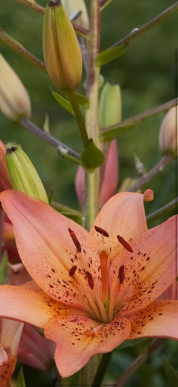 Orange spotted lily bloom with unopened buds