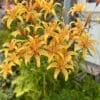 Bright orange lilies blooming vibrantly in a garden.