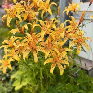 Bright orange lilies blooming vibrantly in a garden.