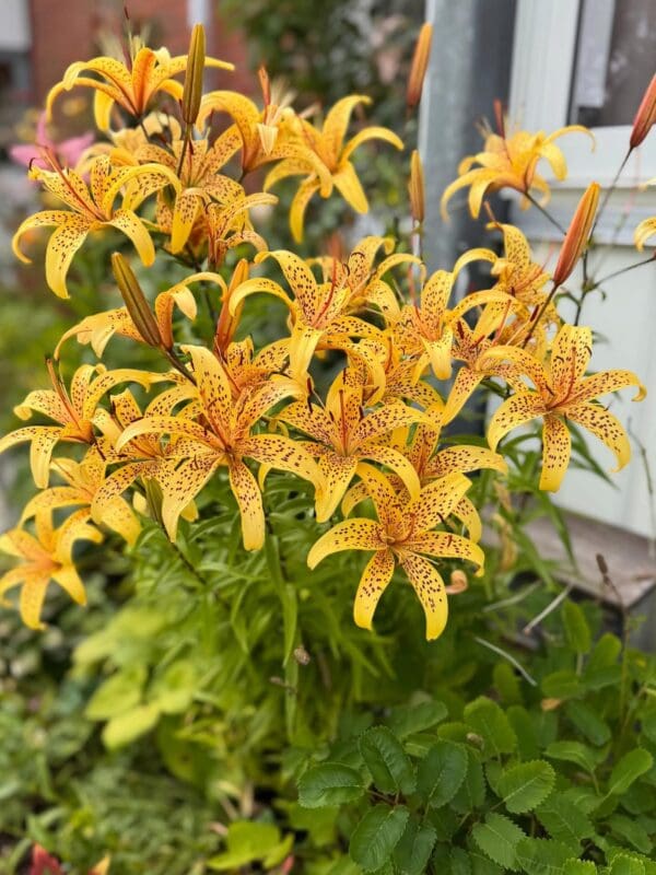 Bright orange lilies blooming vibrantly in a garden.