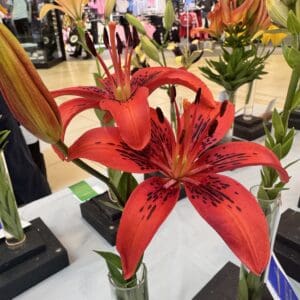 Vibrant red lilies displayed in glass vases.