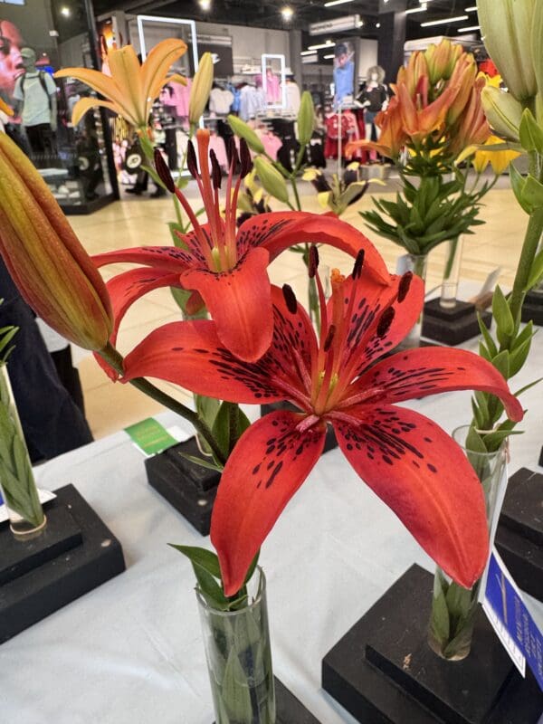 Vibrant red lilies displayed in glass vases.