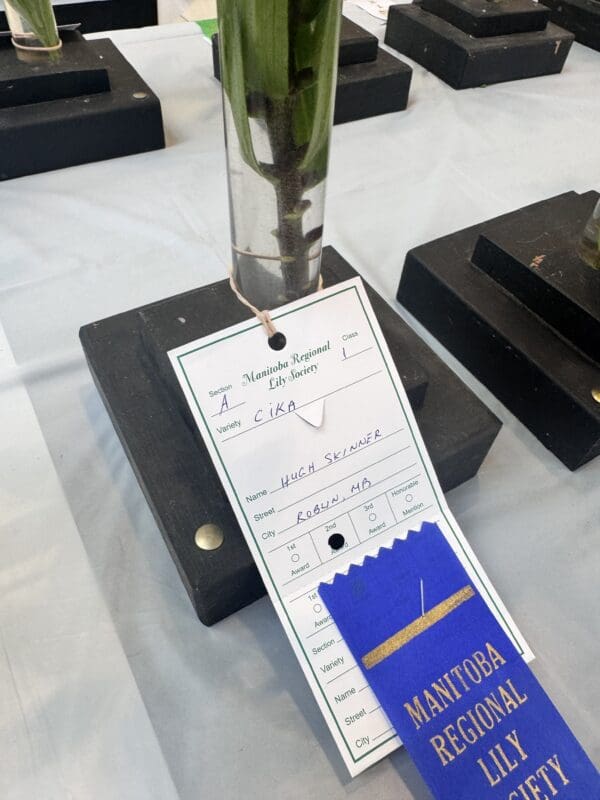 Lily exhibit with award ribbon and label.
