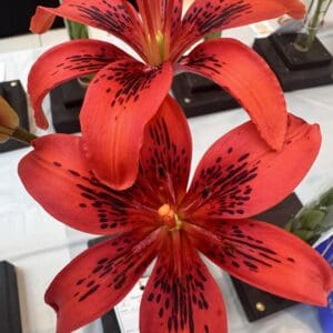 'Cika'Azijas