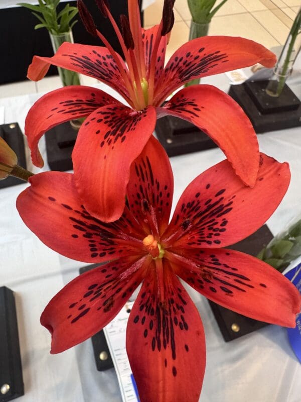 Bright red lilies with dark speckles.
