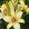 Close-up of pale yellow lilies with green buds.