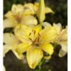 Close-up of yellow lilies blooming in a garden.