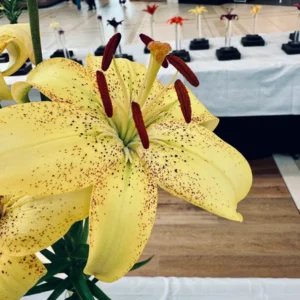 Close-up of a yellow lily with red stamens indoors.